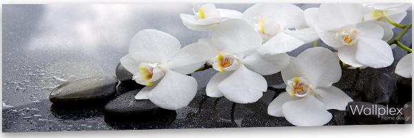 konyhai fali panel  orchidea